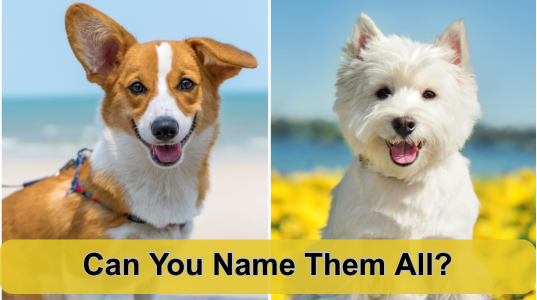 Can You Guess the Dog Breed? Find Out What Kind of Dog Lover You Are!